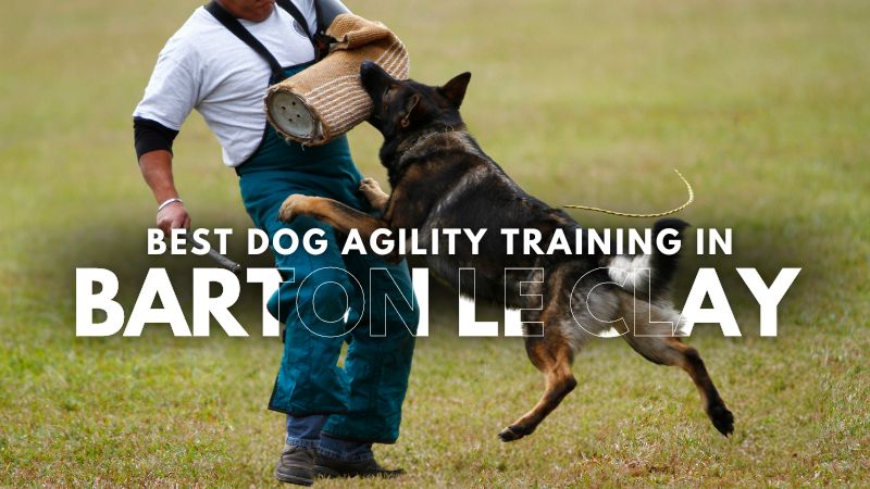 Best Dog Agility Training in Barton Le Clay
