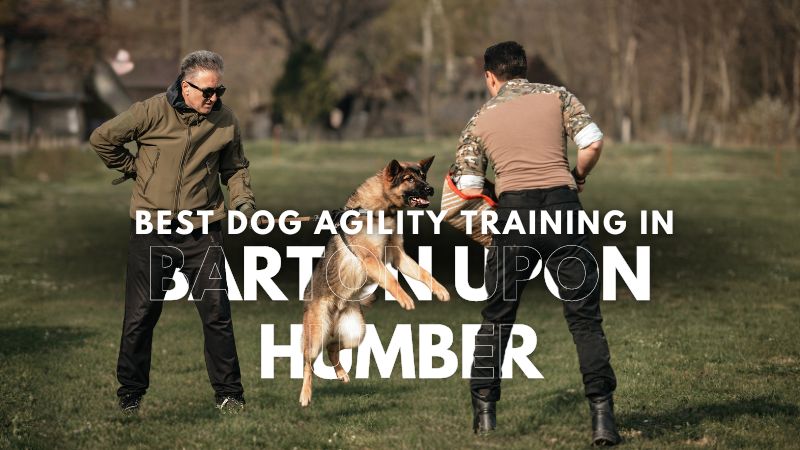 Best Dog Agility Training in Barton Upon Humber