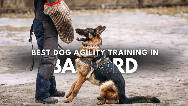 Best Dog Agility Training in Basford