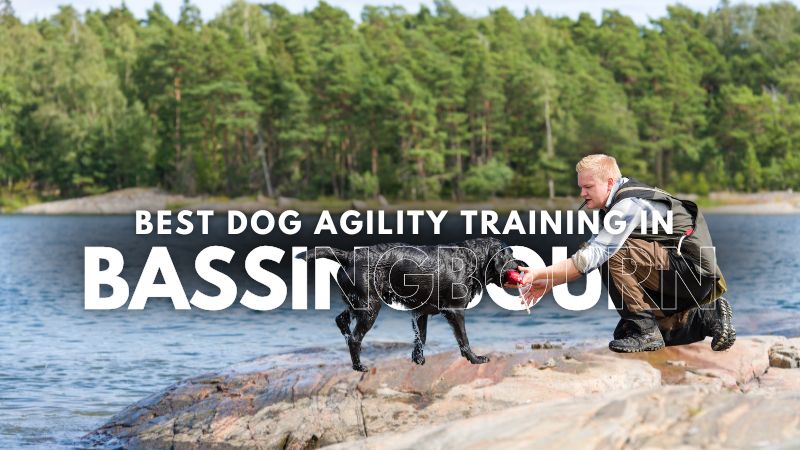 Best Dog Agility Training in Bassingbourn