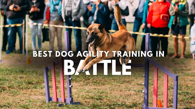 Best Dog Agility Training in Battle