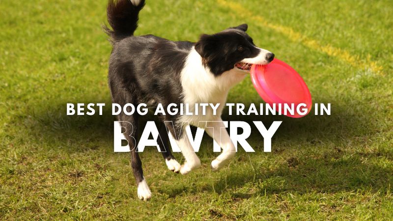 Best Dog Agility Training in Bawtry