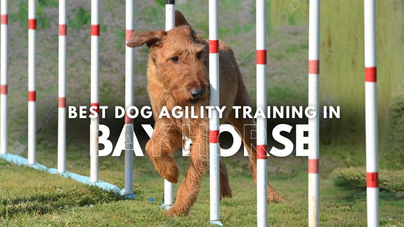 Best Dog Agility Training in Bay Horse