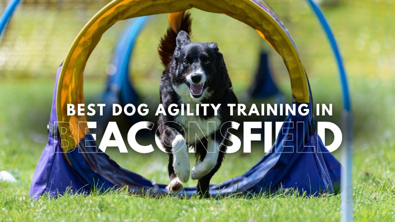 Best Dog Agility Training in Beaconsfield