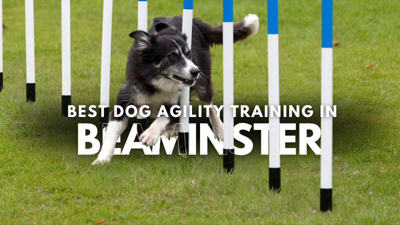 Best Dog Agility Training in Beaminster