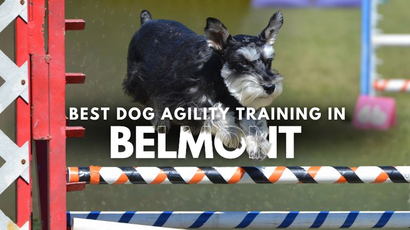 Best Dog Agility Training in Belmont
