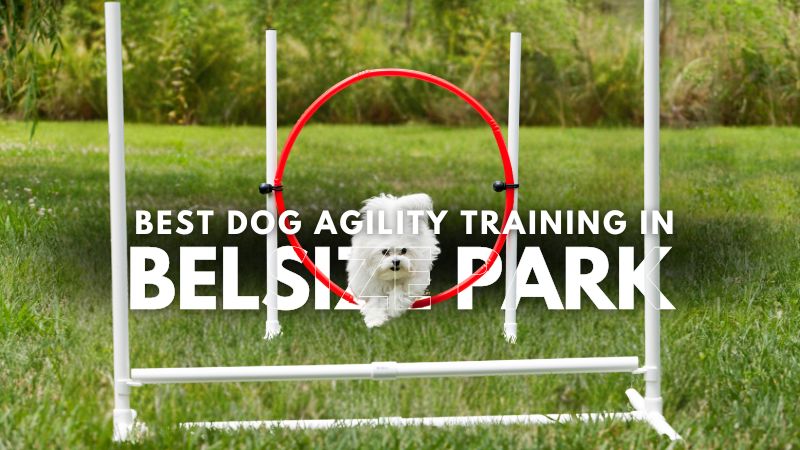 Best Dog Agility Training in Belsize Park