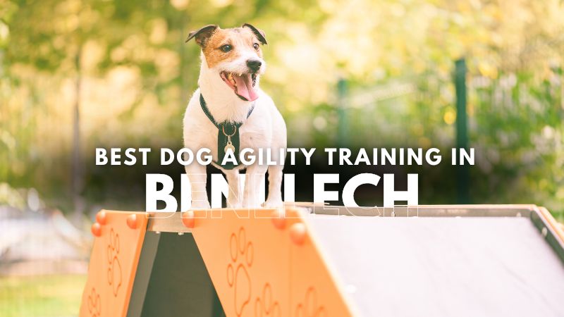 Best Dog Agility Training in Benllech