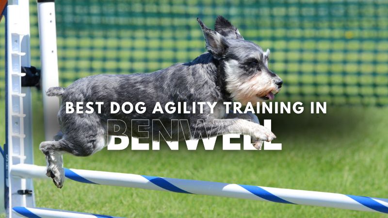 Best Dog Agility Training in Benwell