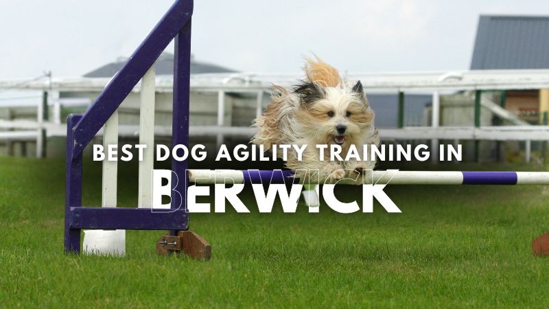 Best Dog Agility Training in Berwick