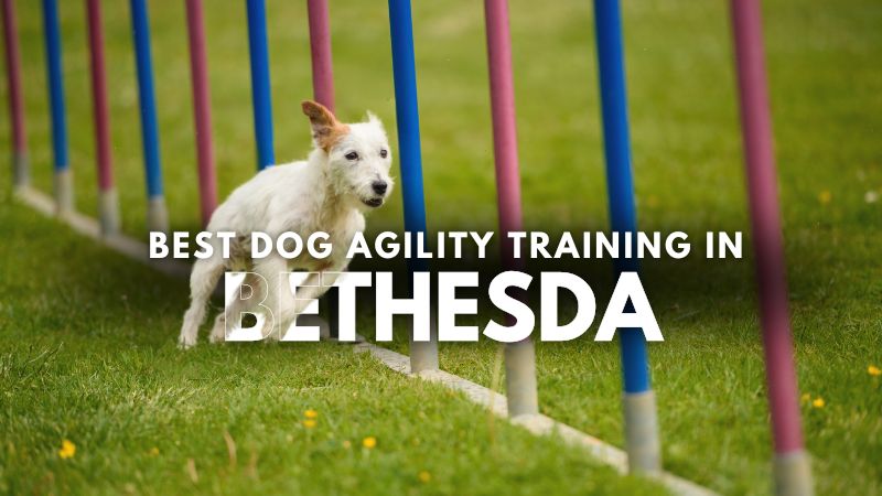 Best Dog Agility Training in Bethesda