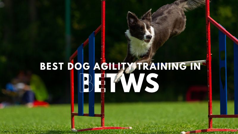 Best Dog Agility Training in Betws