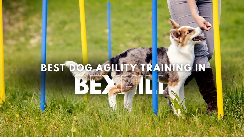 Best Dog Agility Training in Bexhill
