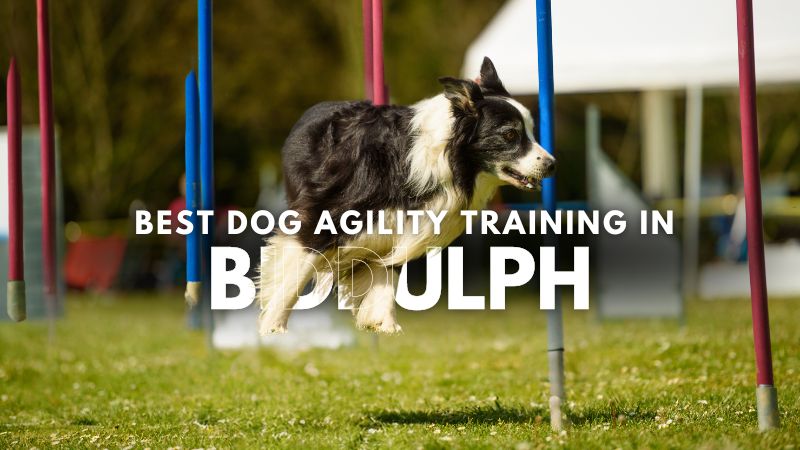 Best Dog Agility Training in Biddulph