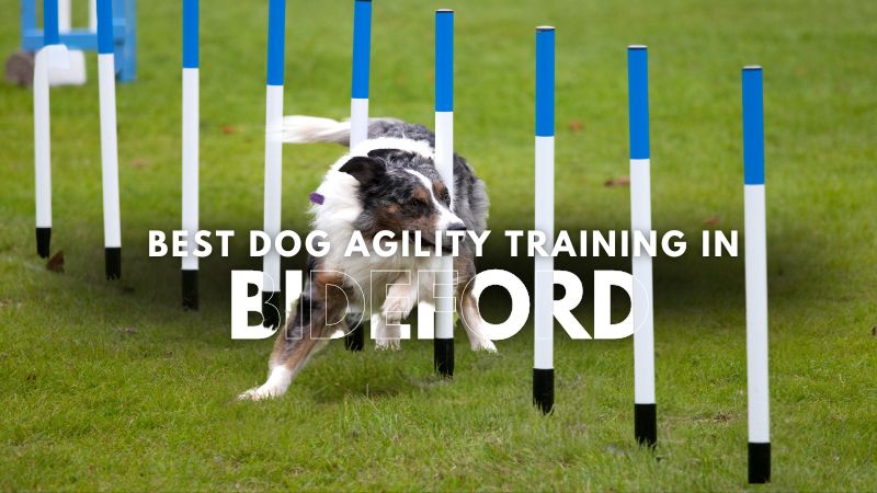 Best Dog Agility Training in Bideford