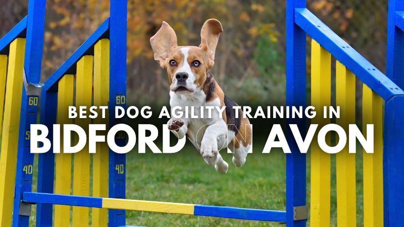 Best Dog Agility Training in Bidford On Avon