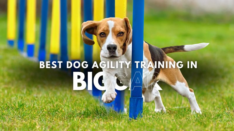 Best Dog Agility Training in Biggar