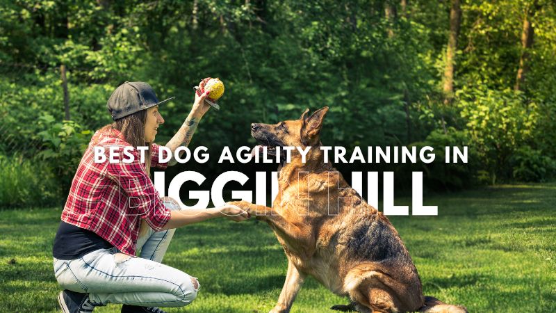 Best Dog Agility Training in Biggin Hill