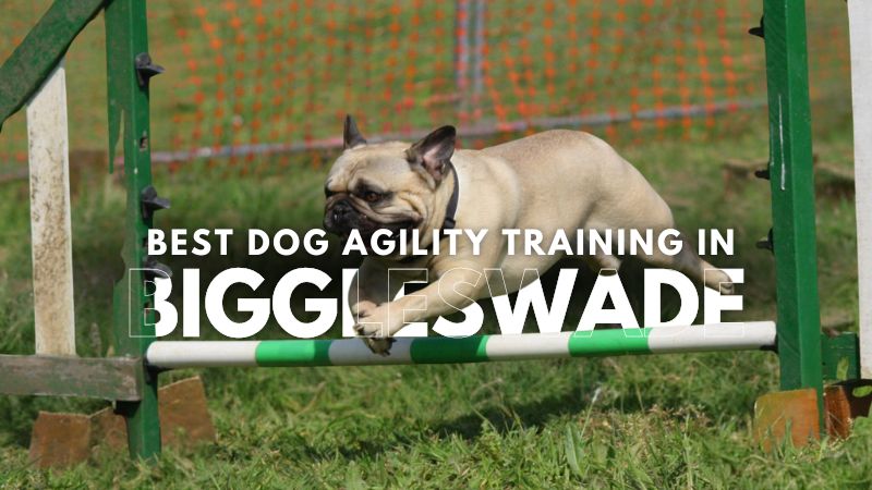 Best Dog Agility Training in Biggleswade