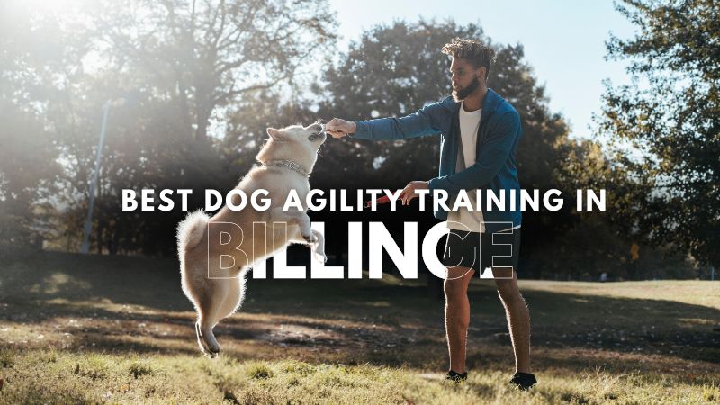 Best Dog Agility Training in Billinge