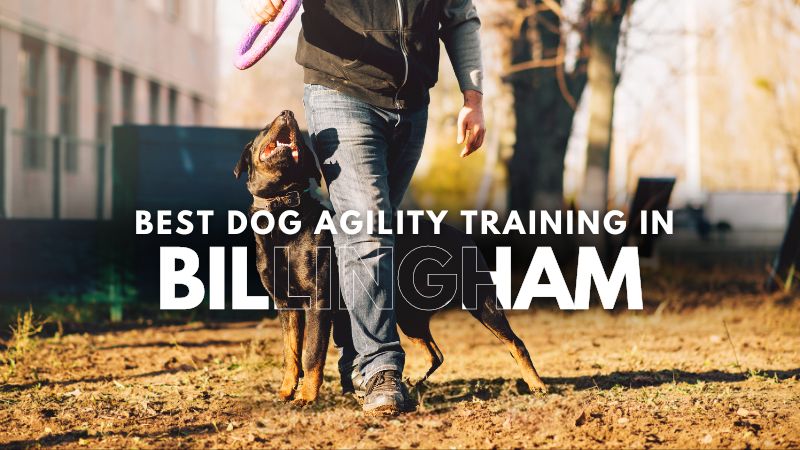 Best Dog Agility Training in Billingham