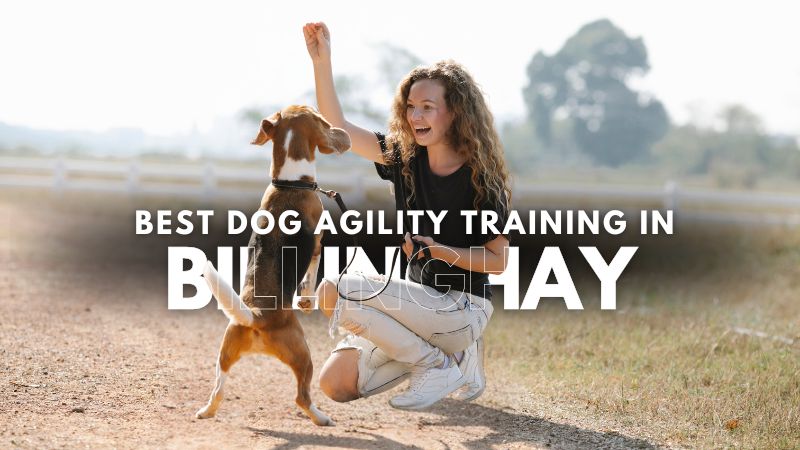 Best Dog Agility Training in Billinghay