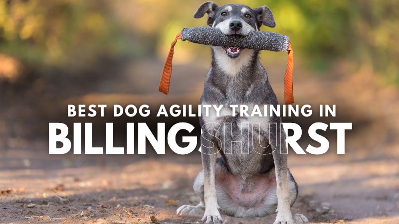 Best Dog Agility Training in Billingshurst