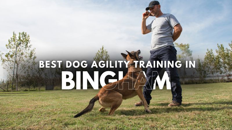 Best Dog Agility Training in Bingham