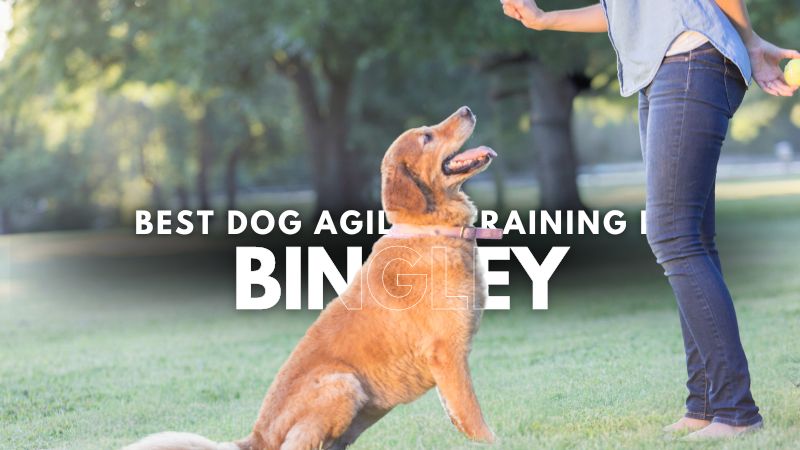 Best Dog Agility Training in Bingley