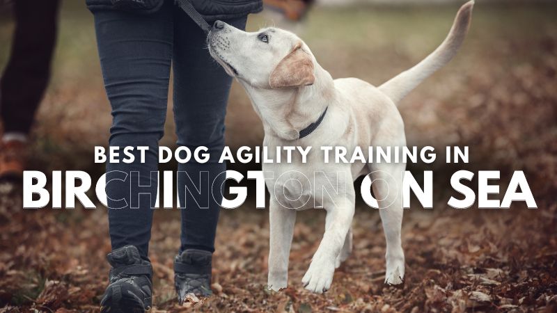 Best Dog Agility Training in Birchington On Sea