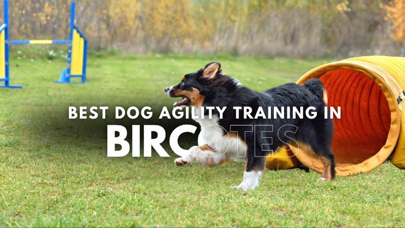 Best Dog Agility Training in Bircotes
