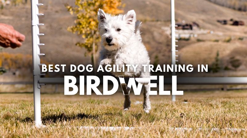 Best Dog Agility Training in Birdwell