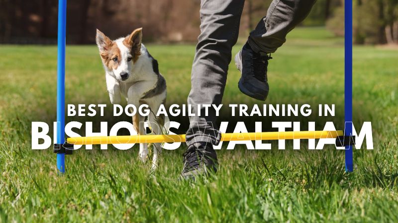 Best Dog Agility Training in Bishops Waltham