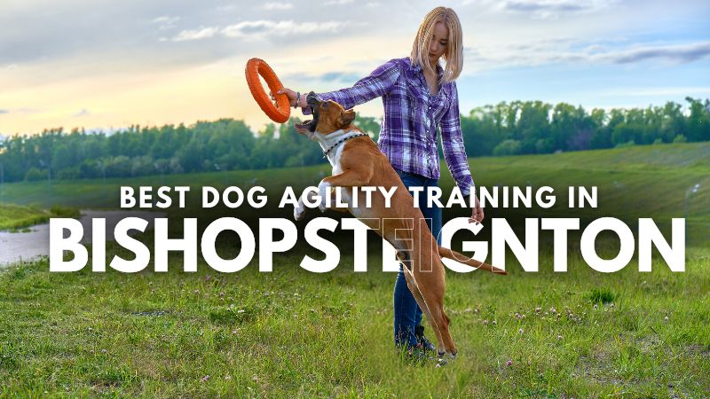 Best Dog Agility Training in Bishopsteignton