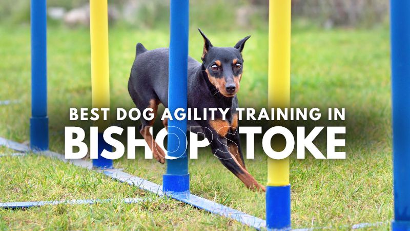 Best Dog Agility Training in Bishopstoke