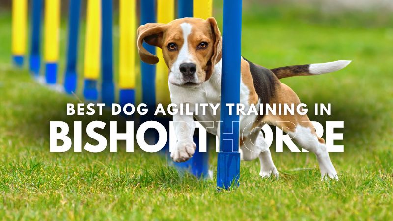 Best Dog Agility Training in Bishopthorpe