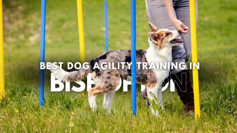 Best Dog Agility Training in Bishopton