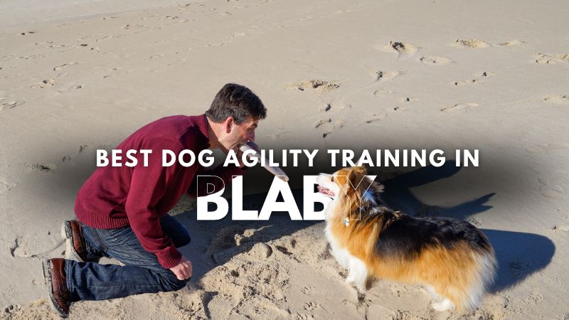 Best Dog Agility Training in Blaby
