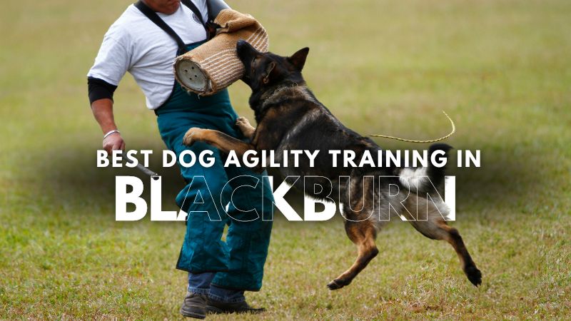 Best Dog Agility Training in Blackburn