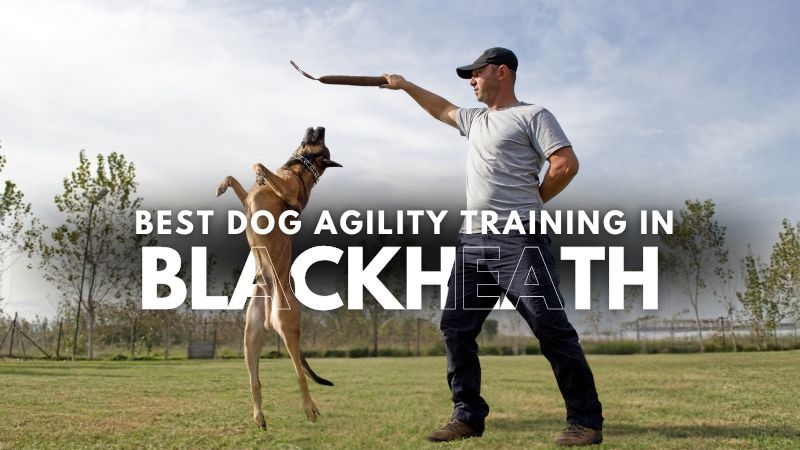 Best Dog Agility Training in Blackheath