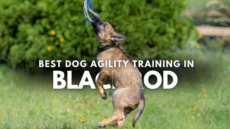 Best Dog Agility Training in Blackrod