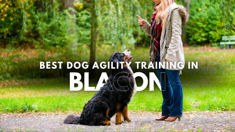 Best Dog Agility Training in Blacon