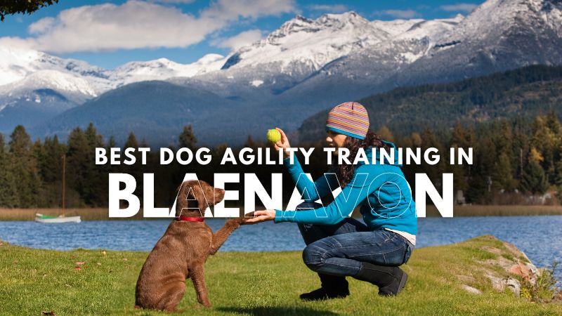 Best Dog Agility Training in Blaenavon