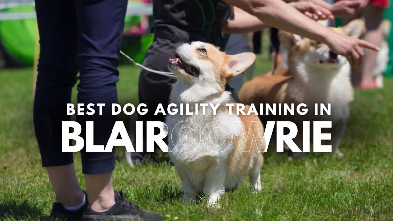 Best Dog Agility Training in Blairgowrie