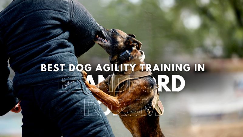 Best Dog Agility Training in Blandford Forum