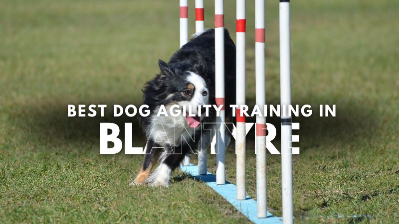 Best Dog Agility Training in Blantyre