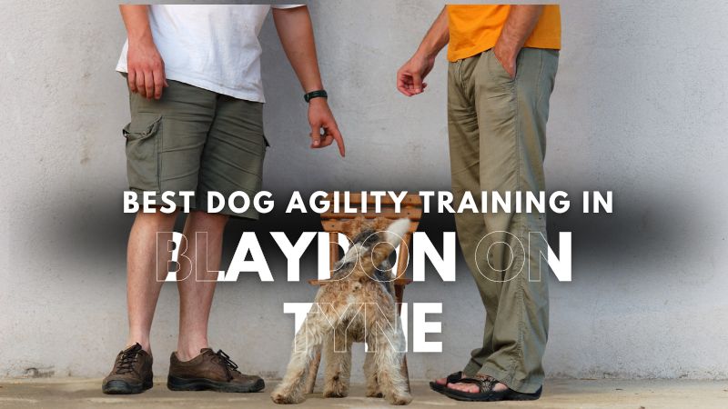 Best Dog Agility Training in Blaydon On Tyne