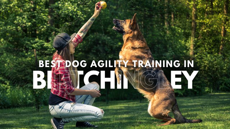 Best Dog Agility Training in Bletchingley