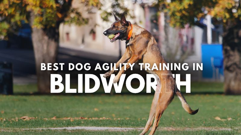 Best Dog Agility Training in Blidworth