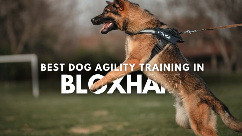 Best Dog Agility Training in Bloxham